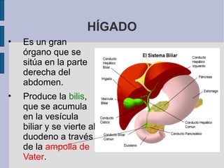 HÍGADO
• Es un gran
órgano que se
sitúa en la parte
derecha del
abdomen.
• Produce la bilis,
que se acumula
en la vesícula
biliar y se vierte al
duodeno a través
de la ampolla de
Vater.
 