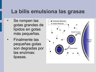 La bilis emulsiona las grasas
• Se rompen las
gotas grandes de
lípidos en gotas
más pequeñas.
• Finalmente las
pequeñas gotas
son degradas por
las enzimas:
lipasas.
 