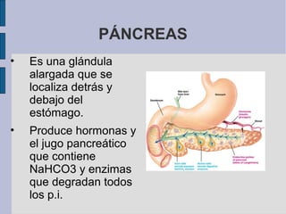 PÁNCREAS
• Es una glándula
alargada que se
localiza detrás y
debajo del
estómago.
• Produce hormonas y
el jugo pancreático
que contiene
NaHCO3 y enzimas
que degradan todos
los p.i.
 