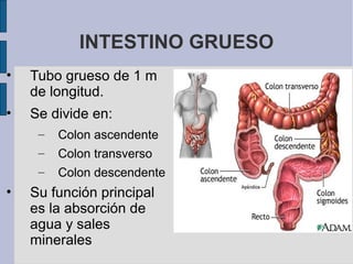 INTESTINO GRUESO
• Tubo grueso de 1 m
de longitud.
• Se divide en:
– Colon ascendente
– Colon transverso
– Colon descendente
• Su función principal
es la absorción de
agua y sales
minerales
 