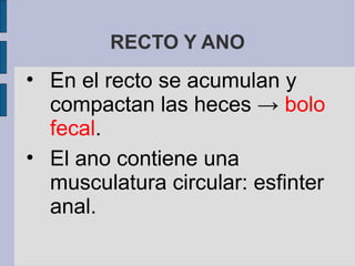 RECTO Y ANO
• En el recto se acumulan y
compactan las heces → bolo
fecal.
• El ano contiene una
musculatura circular: esfinter
anal.
 