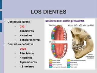 LOS DIENTES

Dentadura juvenil
− 212
− 8 incisivos
− 4 caninos
− 8 molares temp.

Dentadura definitiva
− 2123
− 8 incisivos
− 4 caninos
− 8 premolares
− 12 molares
 