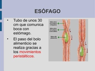ESÓFAGO
• Tubo de unos 30
cm que comunica
boca con
estómago.
• El paso del bolo
alimenticio se
realiza gracias a
los movimientos
peristálticos.
 