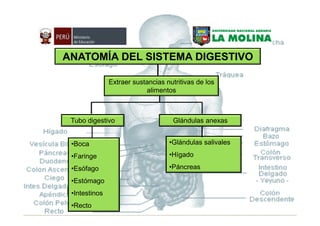ANATOMÍA DEL SISTEMA DIGESTIVO

             Extraer sustancias nutritivas de los
                         alimentos



 Tubo digestivo                   Glándulas anexas


 •Boca                           •Glándulas salivales

 •Faringe                        •Hígado

 •Esófago                        •Páncreas

 •Estómago
Especialistas
 •Intestinos
 •Recto
 