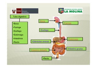 Tubo digestivo

                          •Boca
•Boca                                  •Faringe

•Faringe
•Esófago                   •Esófago

•Estómago
•Intestinos                                •Estómago
•Recto            •Glándulas anexas


                                           •Intestino grueso
                 •Intestino delgado



                              •Recto
 