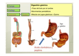 •Faringe
                            Digestión gástrica
                            • Paso del bolo por el cardias
•Esófago
                            •Movimientos peristálticos
•Estómago        •Quimo     •Mezcla con jugos gástricos = Quimo




            Especialistas
 