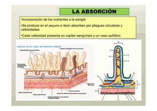 LA ABSORCIÓN
•Incorporación de los nutrientes a la sangre
•Se produce en el yeyuno e íleon absorben por pliegues circulares y
vellosidades
•Cada vellosidad presenta un capilar sanguíneo y un vaso quilífero.




       Especialistas
 