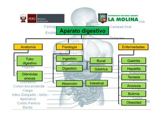 Aparato digestivo

Anatomía     Fisiología                 Enfermedades


   Tubo       Ingestión
                              Bucal       Gastritis
 digestivo
             Digestión       Gástrica     Hepatitis
Glándulas
 anexas                                   Teniasis
             Absorción    Intestinal
                                          Anorexia

                                           Bulimia

                                          Obesidad
 