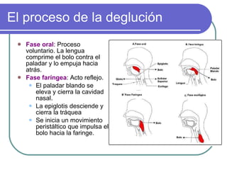 El proceso de la deglución Fase oral : Proceso voluntario. La lengua comprime el bolo contra el paladar y lo empuja hacia atrás. Fase faríngea : Acto reflejo. El paladar blando se eleva y cierra la cavidad nasal. La epiglotis desciende y cierra la tráquea Se inicia un movimiento peristáltico que impulsa el bolo hacia la faringe. 