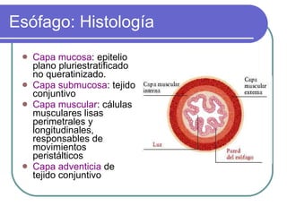 Esófago: Histología Capa mucosa : epitelio plano pluriestratificado no queratinizado. Capa submucosa : tejido conjuntivo Capa muscular : cálulas musculares lisas perimetrales y longitudinales, responsables de movimientos peristálticos Capa adventicia  de tejido conjuntivo 