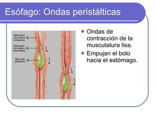 Esófago: Ondas peristálticas Ondas de contracción de la musculatura lisa. Empujan el bolo hacia el estómago. 