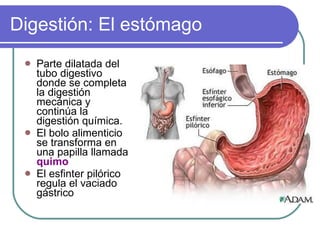 Digestión: El estómago Parte dilatada del tubo digestivo donde se completa la digestión mecánica y continúa la digestión química. El bolo alimenticio se transforma en una papilla llamada  quimo El esfinter pilórico regula el vaciado gástrico 