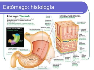 Estómago: histología 