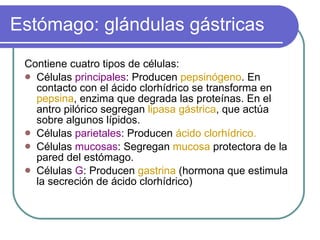 Estómago: glándulas gástricas Contiene cuatro tipos de células: Células  principales : Producen  pepsinógeno . En contacto con el ácido clorhídrico se transforma en  pepsina , enzima que degrada las proteínas. En el antro pilórico segregan  lipasa gástrica , que actúa sobre algunos lípidos. Células  parietales : Producen  ácido clorhídrico. Células  mucosas : Segregan  mucosa  protectora de la pared del estómago. Células  G : Producen  gastrina  (hormona que estimula la secreción de ácido clorhídrico) 