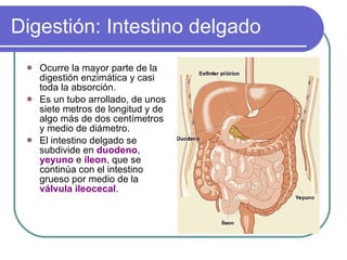 Digestión: Intestino delgado Ocurre la mayor parte de la digestión enzimática y casi toda la absorción.  Es un tubo arrollado, de unos siete metros de longitud y de algo más de dos centímetros y medio de diámetro.  El intestino delgado se subdivide en  duodeno ,  yeyuno  e  íleon , que se continúa con el intestino grueso por medio de la  válvula ileocecal .  