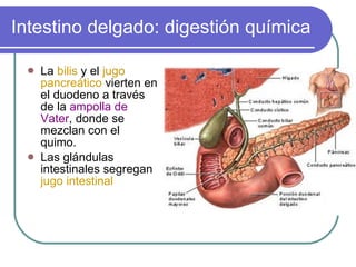 Intestino delgado: digestión química La  bilis  y el  jugo pancreático  vierten en el duodeno a través de la  ampolla de Vater , donde se mezclan con el quimo.  Las glándulas intestinales segregan  jugo intestinal 