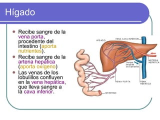 Hígado Recibe sangre de la  vena porta , procedente del intestino ( aporta nutrientes ). Recibe sangre de la  arteria hepática  ( aporta oxígeno ) Las venas de los lobulillos confluyen en la  vena hepática , que lleva sangre a la  cava inferior . 
