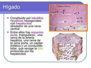 Hígado Constituido por  lobulillos hepáticos  hexagonales con  hepatocitos  alrededor de una vena central. Entre ellos hay  espacios porta , triangulares,  una rama de la arteria hepática, una rama de la vena porta, un capilar linfático y un conductillo biliar, que recoge la  bilis  producida por los hepatocitos   