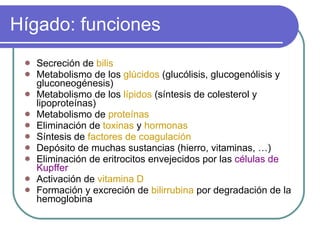 Hígado: funciones Secreción de  bilis Metabolismo de los  glúcidos  (glucólisis, glucogenólisis y gluconeogénesis) Metabolismo de los  lípidos  (síntesis de colesterol y lipoproteínas) Metabolismo de  proteínas Eliminación de  toxinas  y  hormonas Síntesis de  factores de coagulación Depósito de muchas sustancias (hierro, vitaminas, …) Eliminación de eritrocitos envejecidos por las  células de Kupffer Activación de  vitamina D Formación y excreción de  bilirrubina  por degradación de la hemoglobina 