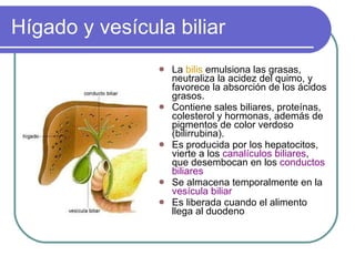 Hígado y vesícula biliar La  bilis  emulsiona las grasas, neutraliza la acidez del quimo, y favorece la absorción de los ácidos grasos. Contiene sales biliares, proteínas, colesterol y hormonas, además de pigmentos de color verdoso (bilirrubina). Es producida por los hepatocitos, vierte a los  canalículos biliares , que desembocan en los  conductos biliares Se almacena temporalmente en la  vesícula biliar Es liberada cuando el alimento llega al duodeno 