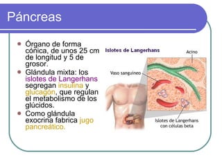 Páncreas Órgano de forma cónica, de unos 25 cm de longitud y 5 de grosor. Glándula mixta: los  islotes de Langerhans  segregan  insulina  y  glucagón , que regulan el metabolismo de los glúcidos. Como glándula exocrina fabrica  jugo pancreático. 