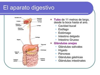 El aparato digestivo Tubo  de 11 metros de largo, desde la boca hasta el ano. Cavidad bucal Esófago Estómago Intestino delgado Intestino Grueso Glándulas anejas Glándulas salivales Hígado Páncreas Glándulas gástricas Glándulas intestinales 