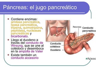 Páncreas: el jugo pancreático Contiene enzimas:  amilasa pancreática ,  lipasa pancreática ,  tripsina ,  quimotripsina ,  peptidasa ,  nucleasas pancreáticas  y  bicarbonato . Llega al duodeno a través del  conducto de Wirsung , que se une al colédoco y desemboca en la  ampolla de Vater Existe también un  conducto accesorio 