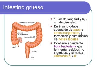 Intestino grueso 1,5 m de longitud y 6,5 cm de diámetro En él se produce absorción de  agua  e  iones inorgánicos , y formación y eliminación de  heces fecales Contiene abundante  flora bacteriana  que fermenta residuos no digeridos, y sintetiza  vitaminas K  y  B 