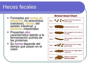 Heces fecales Formadas por  restos de alimentos  no absorbidos (celulosa),  células  del epitelio intestinal, y  bacterias  intestinales Presentan  olor  característico debido a la fermentación pútrida de las proteinas Su  forma  depende del tiempo que pasan en el colon 