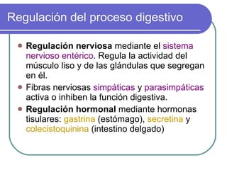 Regulación del proceso digestivo Regulación nerviosa  mediante el  sistema nervioso entérico . Regula la actividad del músculo liso y de las glándulas que segregan en él. Fibras nerviosas  simpáticas  y  parasimpáticas  activa o inhiben la función digestiva. Regulación hormonal  mediante hormonas tisulares:  gastrina  (estómago),  secretina  y  colecistoquinina  (intestino delgado) 