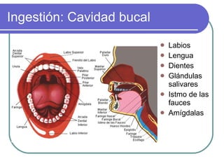 Ingestión: Cavidad bucal Labios Lengua Dientes Glándulas salivares Istmo de las fauces Amígdalas 