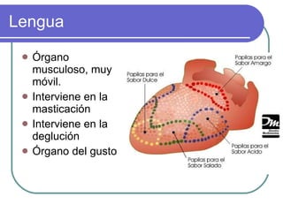 Lengua Órgano musculoso, muy móvil. Interviene en la masticación Interviene en la deglución Órgano del gusto 