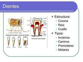 Dientes Estructura: Corona Raíz  Cuello Tipos: Incisivos Caninos Premolares Molares 