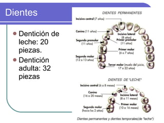 Dientes Dentición de leche: 20 piezas. Dentición adulta: 32 piezas 