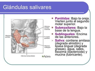 Glándulas salivares Parótidas : Bajo la oreja. Vierten junto al segundo molar superior. Submaxilares : Bajo la base de la lengua. Sublinguales : Encima de las anteriores. Saliva : contiene amilasa (degrada almidón) y lipasa lingual (degrada grasas), agua, sales, lisozima (bactericida) y mucina (lubricante). 