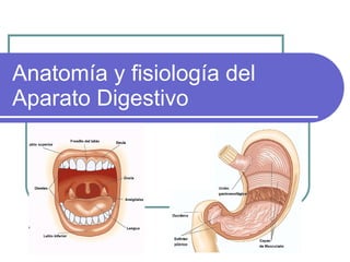 Anatomía y fisiología del Aparato Digestivo 