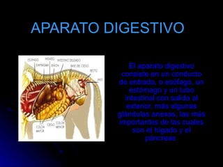 APARATO DIGESTIVO

             El aparato digestivo
          consiste en un conducto
         de entrada, o esófago, un
             estómago y un tubo
           intestinal con salida al
            exterior, más algunas
         glándulas anexas, las más
         importantes de las cuales
              son el hígado y el
                  páncreas
 