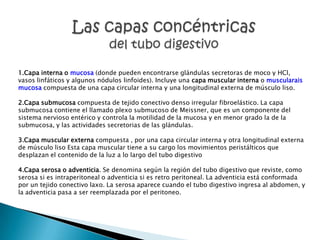 1.Capa interna o mucosa (donde pueden encontrarse glándulas secretoras de moco y HCl,
vasos linfáticos y algunos nódulos linfoides). Incluye una capa muscular interna o muscularais
mucosa compuesta de una capa circular interna y una longitudinal externa de músculo liso.

2.Capa submucosa compuesta de tejido conectivo denso irregular fibroelástico. La capa
submucosa contiene el llamado plexo submucoso de Meissner, que es un componente del
sistema nervioso entérico y controla la motilidad de la mucosa y en menor grado la de la
submucosa, y las actividades secretorias de las glándulas.

3.Capa muscular externa compuesta , por una capa circular interna y otra longitudinal externa
de músculo liso Esta capa muscular tiene a su cargo los movimientos peristálticos que
desplazan el contenido de la luz a lo largo del tubo digestivo

4.Capa serosa o adventicia. Se denomina según la región del tubo digestivo que reviste, como
serosa si es intraperitoneal o adventicia si es retro peritoneal. La adventicia está conformada
por un tejido conectivo laxo. La serosa aparece cuando el tubo digestivo ingresa al abdomen, y
la adventicia pasa a ser reemplazada por el peritoneo.
 