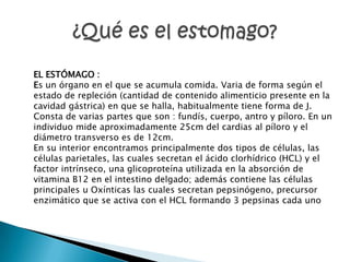 EL ESTÓMAGO :
Es un órgano en el que se acumula comida. Varia de forma según el
estado de repleción (cantidad de contenido alimenticio presente en la
cavidad gástrica) en que se halla, habitualmente tiene forma de J.
Consta de varias partes que son : fundís, cuerpo, antro y píloro. En un
individuo mide aproximadamente 25cm del cardias al píloro y el
diámetro transverso es de 12cm.
En su interior encontramos principalmente dos tipos de células, las
células parietales, las cuales secretan el ácido clorhídrico (HCL) y el
factor intrínseco, una glicoproteína utilizada en la absorción de
vitamina B12 en el intestino delgado; además contiene las células
principales u Oxínticas las cuales secretan pepsinógeno, precursor
enzimático que se activa con el HCL formando 3 pepsinas cada uno
 