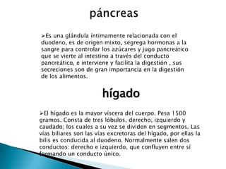 Es una glándula íntimamente relacionada con el
duodeno, es de origen mixto, segrega hormonas a la
sangre para controlar los azúcares y jugo pancreático
que se vierte al intestino a través del conducto
pancreático, e interviene y facilita la digestión , sus
secreciones son de gran importancia en la digestión
de los alimentos.


                        hígado
El hígado es la mayor víscera del cuerpo. Pesa 1500
gramos. Consta de tres lóbulos, derecho, izquierdo y
caudado; los cuales a su vez se dividen en segmentos. Las
vías biliares son las vías excretoras del hígado, por ellas la
bilis es conducida al duodeno. Normalmente salen dos
conductos: derecho e izquierdo, que confluyen entre sí
formando un conducto único.
 