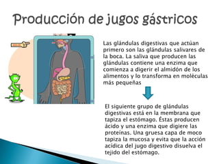 Las glándulas digestivas que actúan
primero son las glándulas salivares de
la boca. La saliva que producen las
glándulas contiene una enzima que
comienza a digerir el almidón de los
alimentos y lo transforma en moléculas
más pequeñas



El siguiente grupo de glándulas
digestivas está en la membrana que
tapiza el estómago. Éstas producen
ácido y una enzima que digiere las
proteínas. Una gruesa capa de moco
tapiza la mucosa y evita que la acción
acídica del jugo digestivo disuelva el
tejido del estómago.
 
