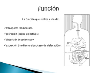 La función que realiza es la de:


transporte (alimentos),

secreción (jugos digestivos),

absorción (nutrientes) y

excreción (mediante el proceso de defecación).
 