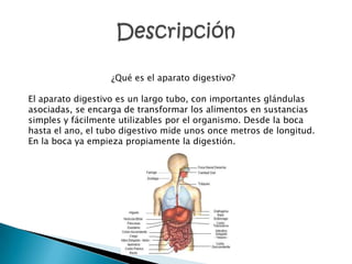 ¿Qué es el aparato digestivo?

El aparato digestivo es un largo tubo, con importantes glándulas
asociadas, se encarga de transformar los alimentos en sustancias
simples y fácilmente utilizables por el organismo. Desde la boca
hasta el ano, el tubo digestivo mide unos once metros de longitud.
En la boca ya empieza propiamente la digestión.
 