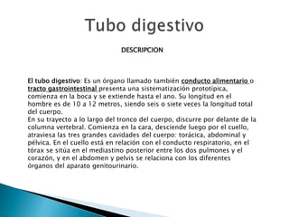 DESCRIPCION



El tubo digestivo: Es un órgano llamado también conducto alimentario o
tracto gastrointestinal presenta una sistematización prototípica,
comienza en la boca y se extiende hasta el ano. Su longitud en el
hombre es de 10 a 12 metros, siendo seis o siete veces la longitud total
del cuerpo.
En su trayecto a lo largo del tronco del cuerpo, discurre por delante de la
columna vertebral. Comienza en la cara, desciende luego por el cuello,
atraviesa las tres grandes cavidades del cuerpo: torácica, abdominal y
pélvica. En el cuello está en relación con el conducto respiratorio, en el
tórax se sitúa en el mediastino posterior entre los dos pulmones y el
corazón, y en el abdomen y pelvis se relaciona con los diferentes
órganos del aparato genitourinario.
 