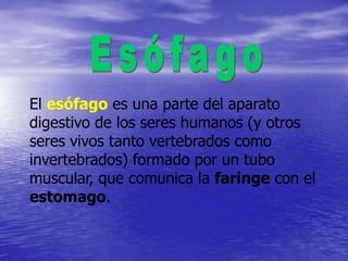 El esófago es una parte del aparato
digestivo de los seres humanos (y otros
seres vivos tanto vertebrados como
invertebrados) formado por un tubo
muscular, que comunica la faringe con el
estomago.
 