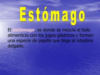 El estómago, es donde se mezcla el bolo
alimenticio con los jugos gástricos y forman
una especie de papilla que llega al intestino
delgado.
 