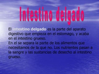 El intestino delgado es la parte del aparato
digestivo que empieza en el estomago, y acaba
en el intestino grueso.
En el se separa la parte de los alimentos que
necesitamos de la que no. Los nutrientes pasan a
la sangre y las sustancias de desecho al intestino
grueso.
 