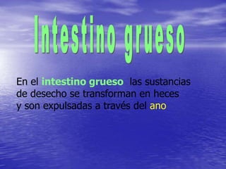 En el intestino grueso las sustancias
de desecho se transforman en heces
y son expulsadas a través del ano
 
