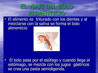 EL VIAJE DEL BOLO
            ALIMENTICIO
• El alimento es triturado con los dientes y al
  mezclarse con la saliva se forma el bolo
  alimenticio




• El bolo pasa por el esófago y cuando llega al
  estómago, se mezcla con los jugos gástricos
  se crea una pasta semidigerida.
 