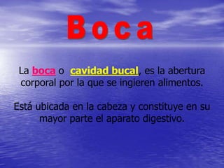 La boca o cavidad bucal, es la abertura
 corporal por la que se ingieren alimentos.

Está ubicada en la cabeza y constituye en su
      mayor parte el aparato digestivo.
 